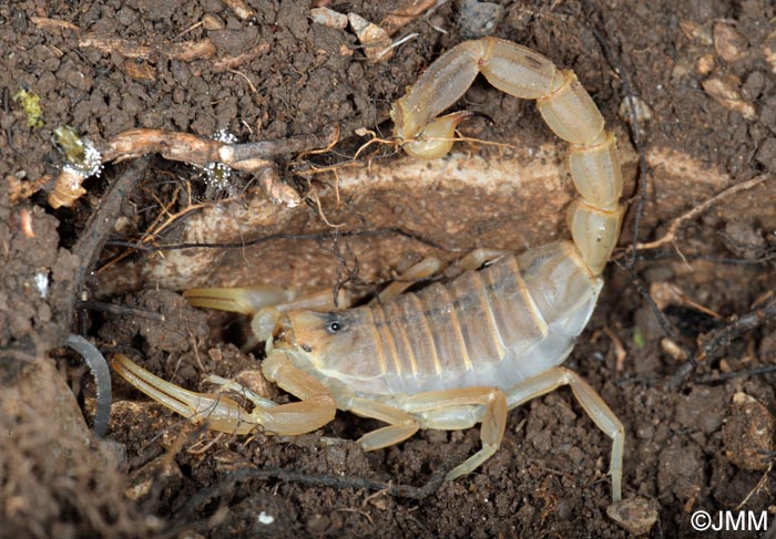 Buthus Occitanus Scorpion Languedocien